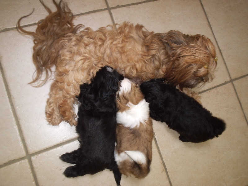 Chiot Shih Tzu du clos wisteria